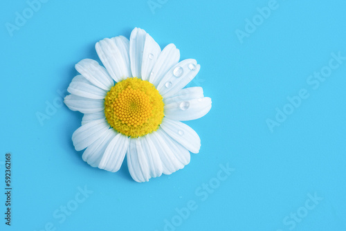 Single cute soft chamomile daisy flower with white petals and yellow core on blue background with little water dew drops shining on bright sunlight. Summer backdrop copy space.