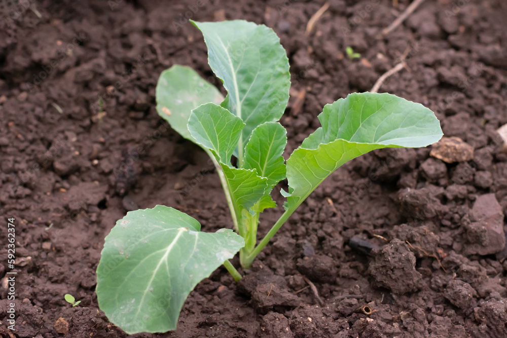 Young cabbage plant with green leaves is planted in vegetable bed in garden. Ciltivation and harvesting cabbages Young cabbage plant with green leaves is planted in vegetable bed in garden. Ciltivation and harvesting cabbages