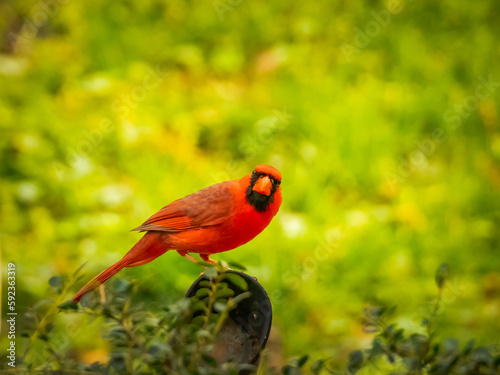 Bright red, male Northern Cardinal perched in grassy yard, looking at camera