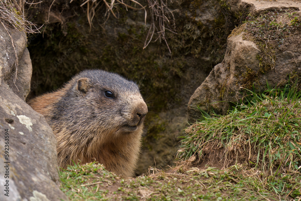 a marmot to his cave in the mountains at a spring morning after hibernation a marmot to his cave in the mountains at a spring morning after hibernation