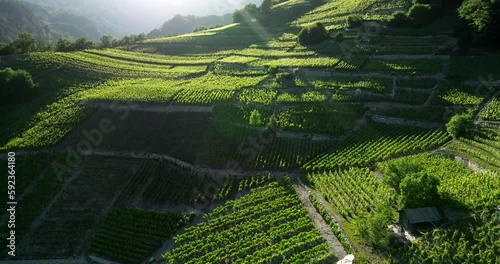 Aerial view of Swiss terraced vineyards