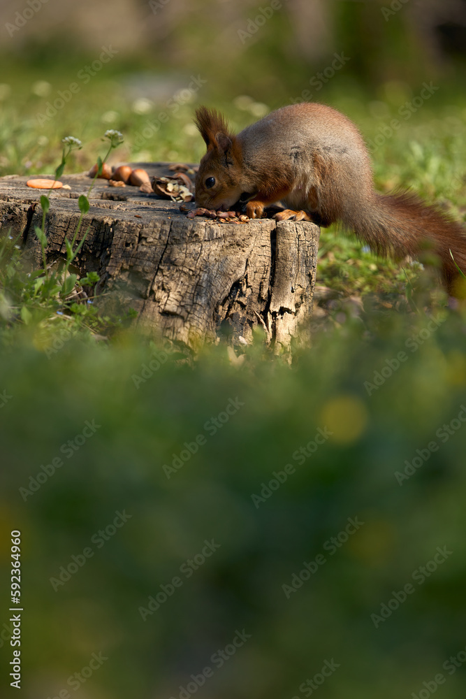 Obraz premium squirrel sits on the ground and eats nuts