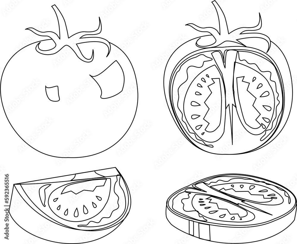Sketch of tomato whole half slice cut line art outline vector set isolated Sketch of tomato whole half slice cut line art outline vector set isolated