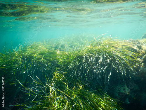 Foto posidonia in mediterranean sea