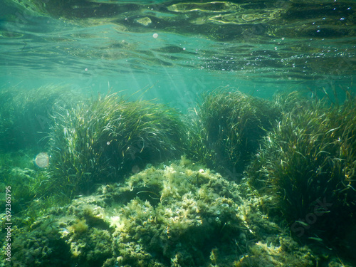 Photos posidonia in mediterranean sea