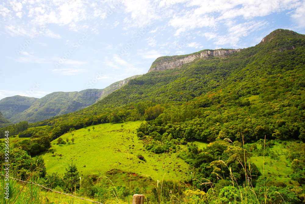 Obraz premium landscape with trees