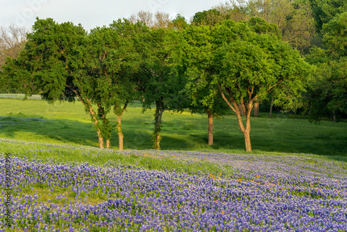 Bluebonnets and Trees photo