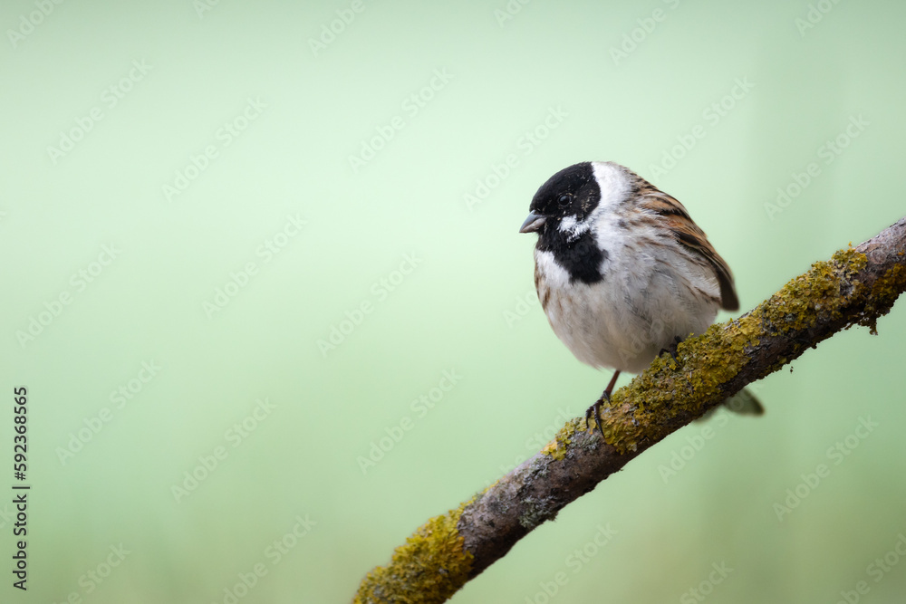 Fototapeta premium Bird male Reed Bunting Emberiza schoeniclus, spring time, Poland Europe