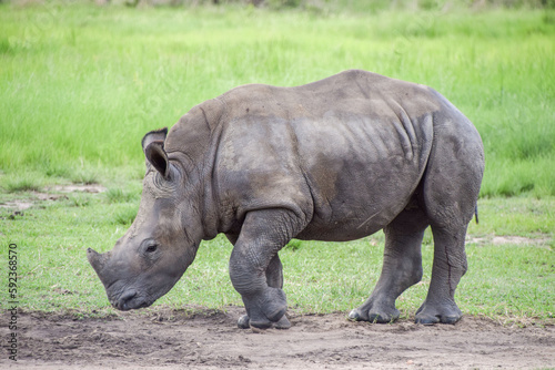 A white rhinoceros calf in a nature reserve in Zimbabwe.