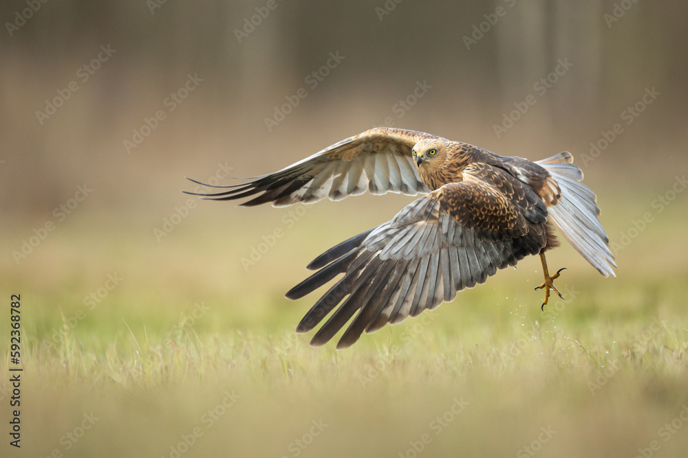 Obraz premium Flying Birds of prey Marsh harrier Circus aeruginosus, hunting time Poland Europe