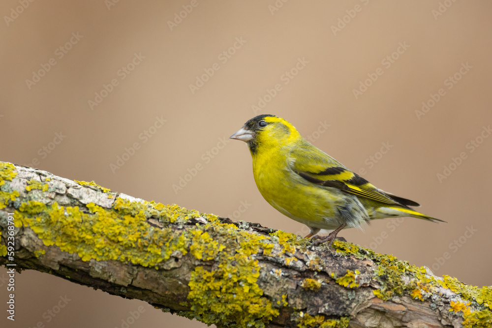 Obraz premium Bird Siskin Carduelis spinus male, small yellow bird, spring time in Poland Europe