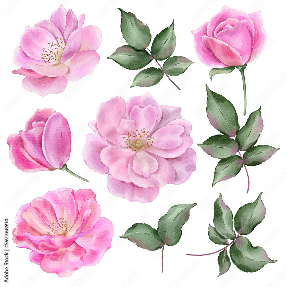 Pink roses flowers with leaves in watercolor style isolated on white background. Hand-drawn watercolor floral illustration on transparent background can be used on a variety of surfaces 