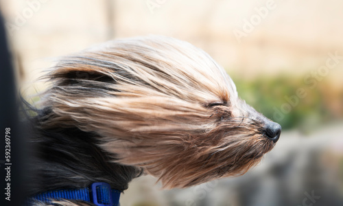 Close-up of a windswept yorkie dog sticking its head out of an open car window