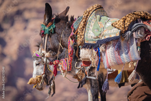 Petra w Jordanii. Zbliżenie na osły na tle pustynnych gór.
