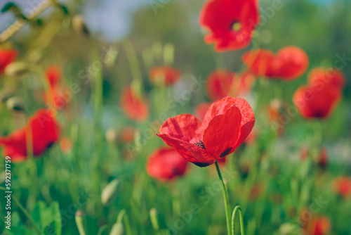 Blooming tender poppies, beauty of the earth in spring, bright spring flowers with selective blur, soft focus, concept design or postcard about the beauty of nature and life