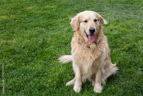 Funny Golden Retriever smiling