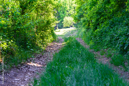 Photography on theme beautiful footpath in wild foliage woodland