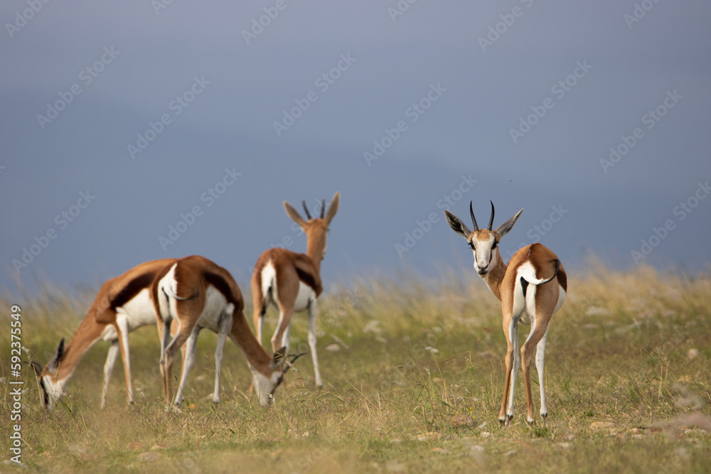 Fototapeta premium Springböcke in Swellendam