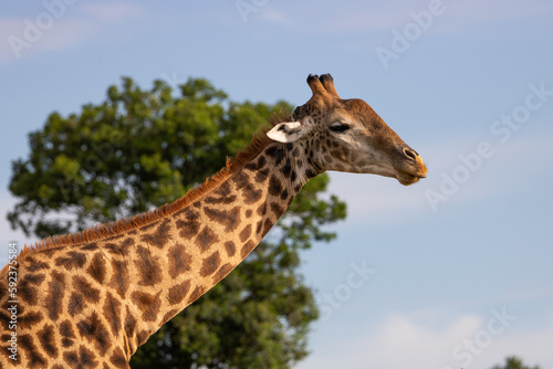 Giraffe in S  dafrika