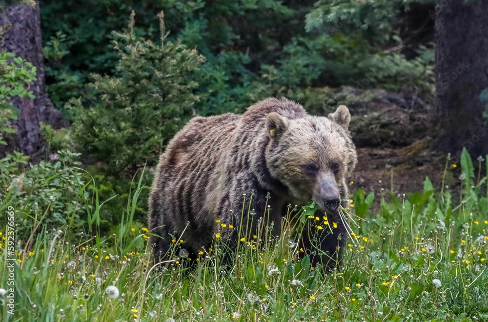 Closeup shot of a brown bear in a garden surrounded by green grass and flowers