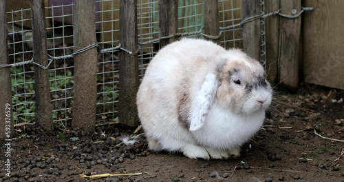 Cozy White Lop Rabbit Relaxing