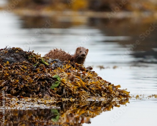 Closeup shot of a little brown Mink standing on dry leaves alongside a lake photo