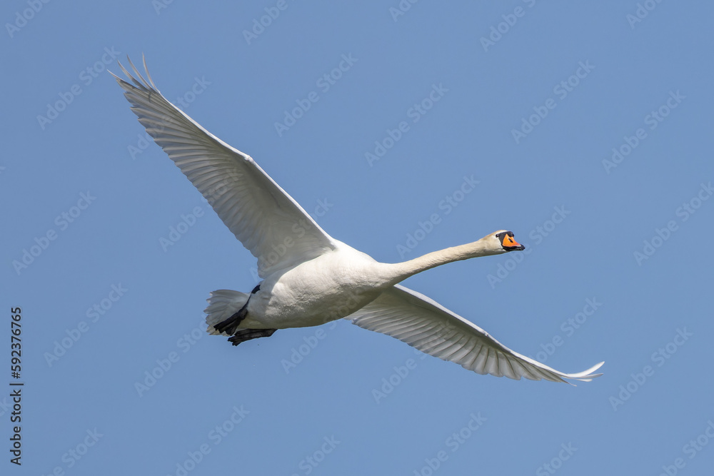 Obraz premium Mute swan, Cygnus olor flying over a lake in the English Garden in Munich, Germany