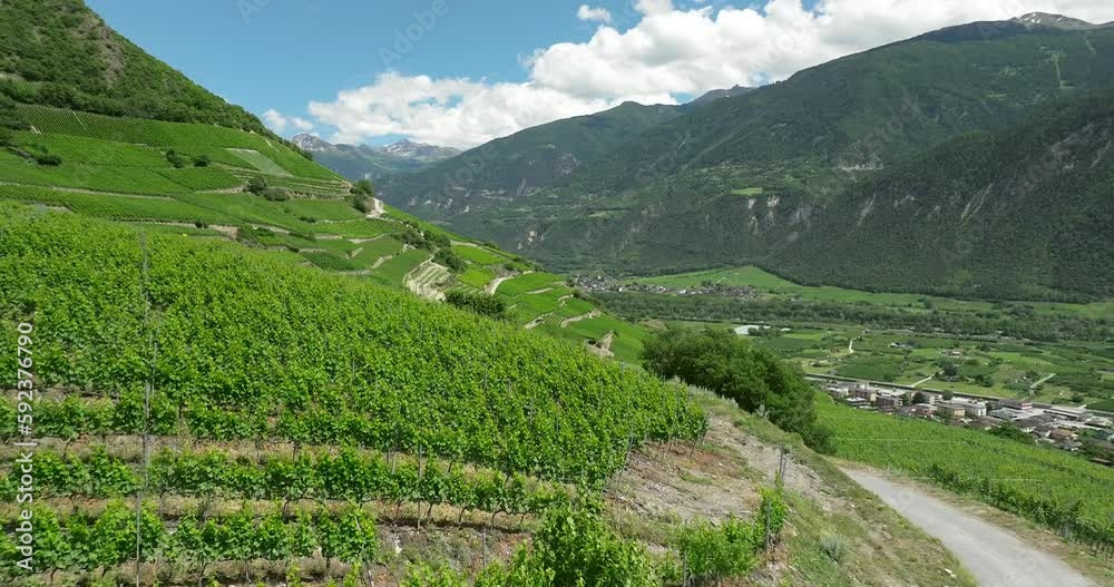 Aerial view of Swiss terraced vineyards Aerial view of Swiss terraced vineyards