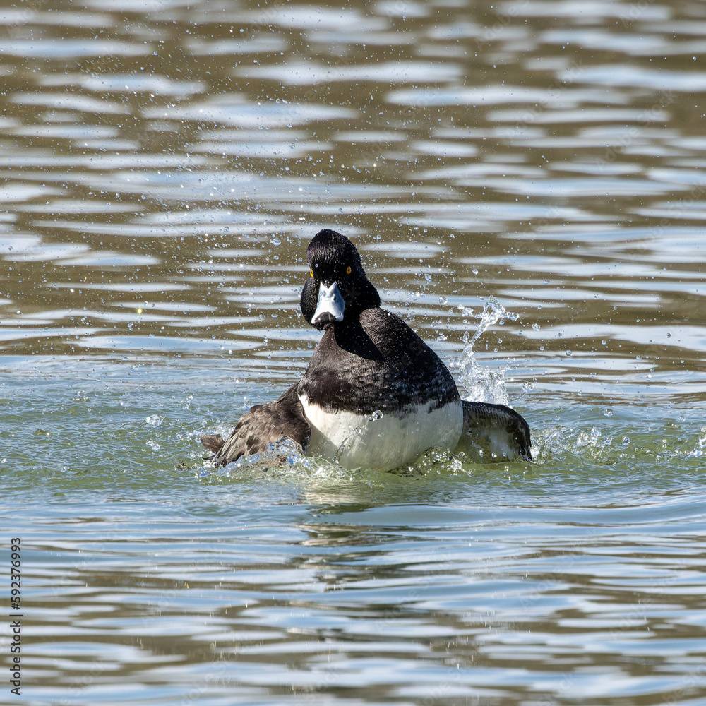Fototapeta premium The tufted duck, Aythya fuligula, a diving duck spreading its wings on water on a Lake at Munich