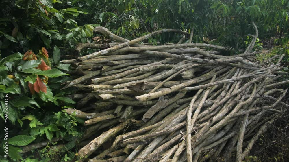 A pile of dry cut wood in the rainforest, Ivory Coast A pile of dry cut wood in the rainforest, Ivory Coast