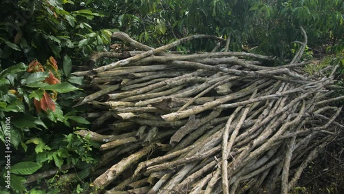 Wallpaper Mural A pile of dry cut wood in the rainforest, Ivory Coast 	 Torontodigital.ca