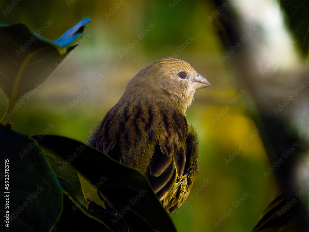 Naklejka premium bird on a branch
