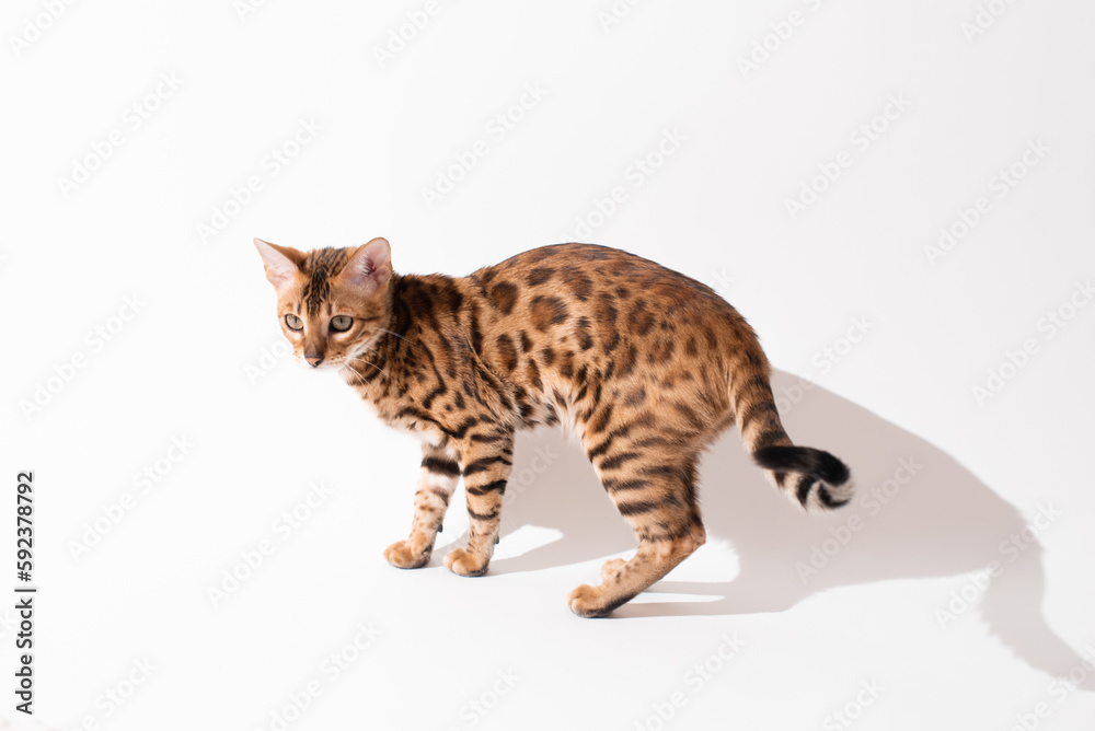 Portrait of bengal kitten on white background, studio shooting. Pet photo, tiger
