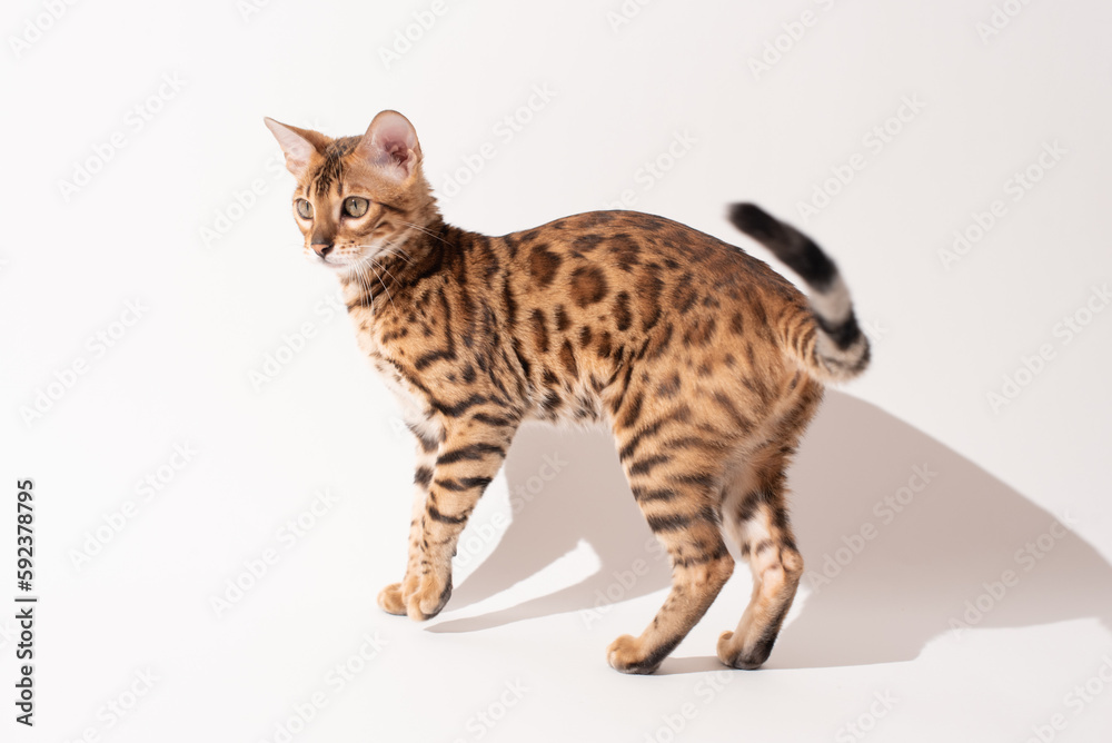 Obraz premium Portrait of bengal kitten on white background, studio shooting. Pet photo, tiger