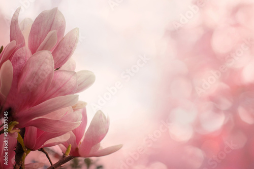 Fototapeta Naklejka Na Ścianę i Meble -  Natural pink magnolia flower in spring morning sun light. Floral spring background