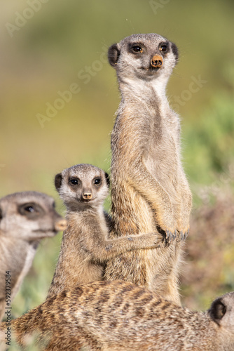Erdmännchen in Oudtshoorn, Südafrika © Boris