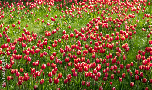 Stunning red and yellow tulips, photographed at Wisley garden, Surrey, UK, in early spring.