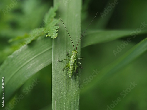 Die Punktierte Zartschrecke ist eine kleine leuchtend grüne Heuschrecke die mit zahlreichen Punkten übersät ist.