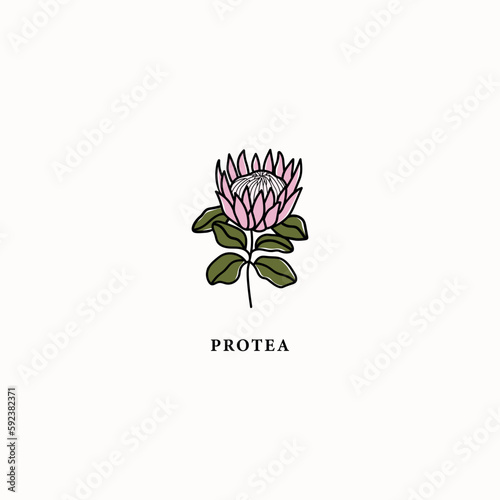 Line art protea flower drawing