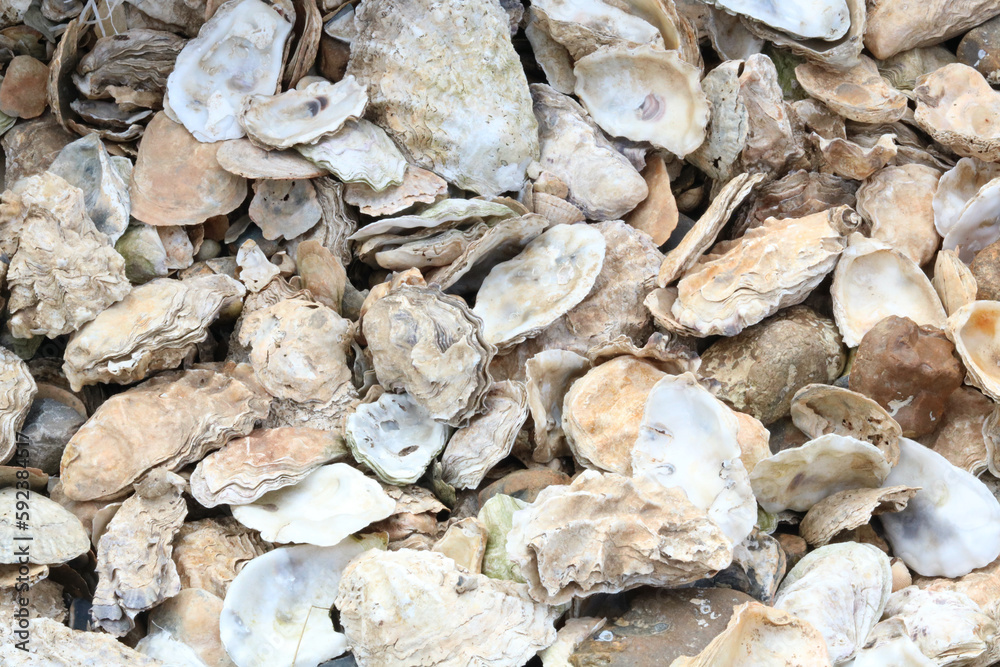 Background of lots of empty oyster shells with space for copy Background of lots of empty oyster shells with space for copy