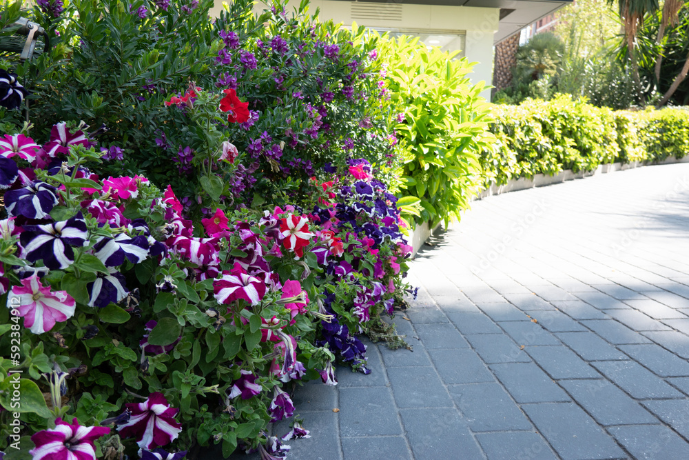 Modern design urban garden landscaping. Perennial ornamental shrubs, flowering plants, blooming petunias next to pedestrian path in the city on sunny day