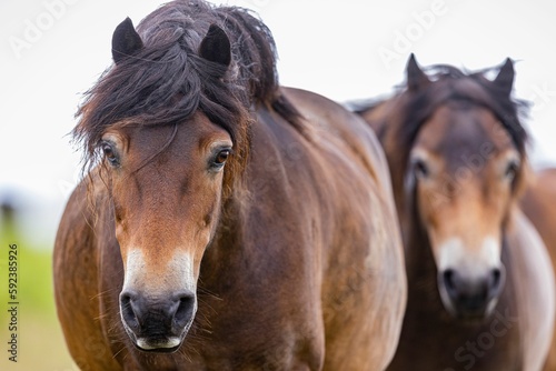 Pair of North Swedish horses in Exmoor Park, looking at the camera
