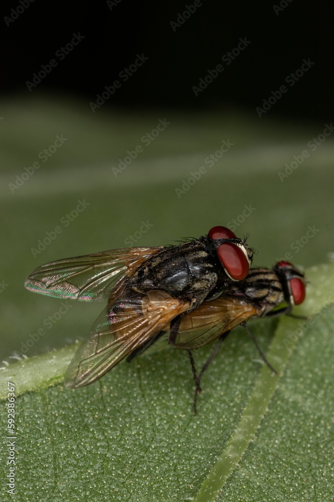Vertical shot of two houseflies mating on a green leaf surface in a blurred background Vertical shot of two houseflies mating on a green leaf surface in a blurred background