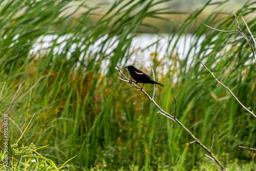 RED WINGED BLACKBIRD