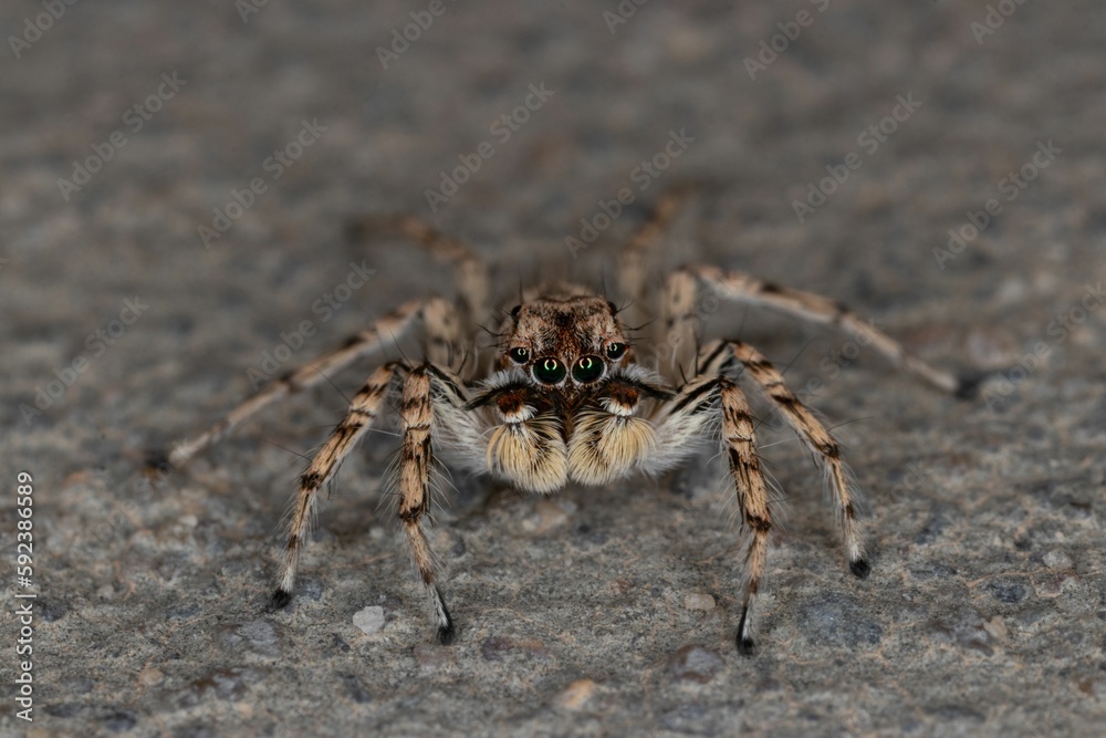 Closeup shot of a small hairy jumping spider with long legs on the ground Closeup shot of a small hairy jumping spider with long legs on the ground