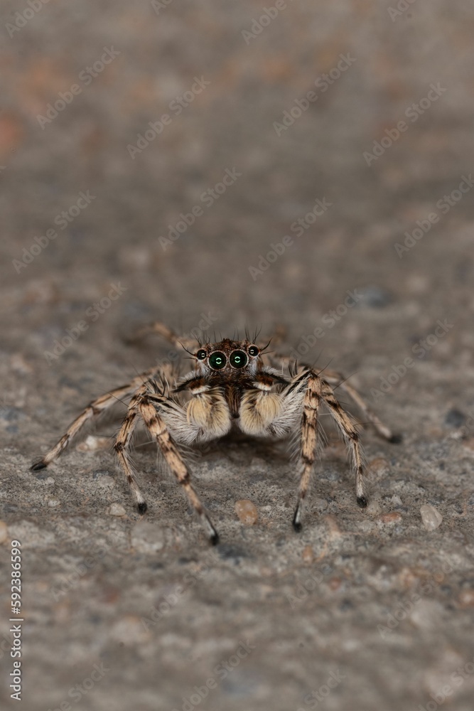 Vertical shot of a small hairy jumping spider with long legs on the ground
