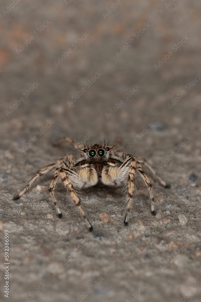 Vertical shot of a small hairy jumping spider with long legs on the ground Vertical shot of a small hairy jumping spider with long legs on the ground