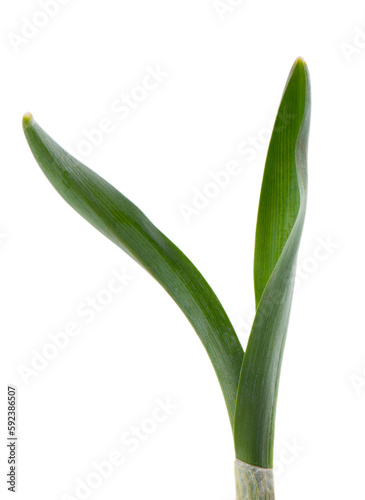 Snowdrop leaves isolated on white background. Beautiful spring flowers.