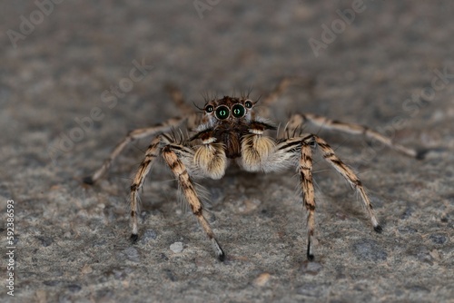 Closeup shot of a small hairy jumping spider with long legs on the ground