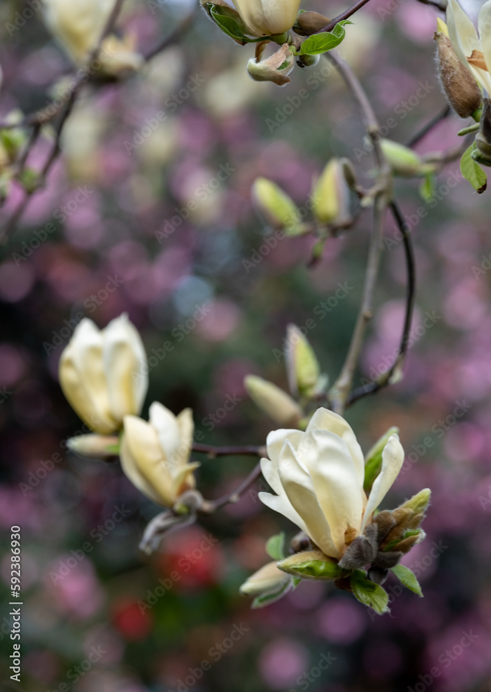 Obraz premium Close up of the stunning yellow flowers of the rare Yellow Fever magnolia tree, photographed in the Wisley garden, Surrey UK.